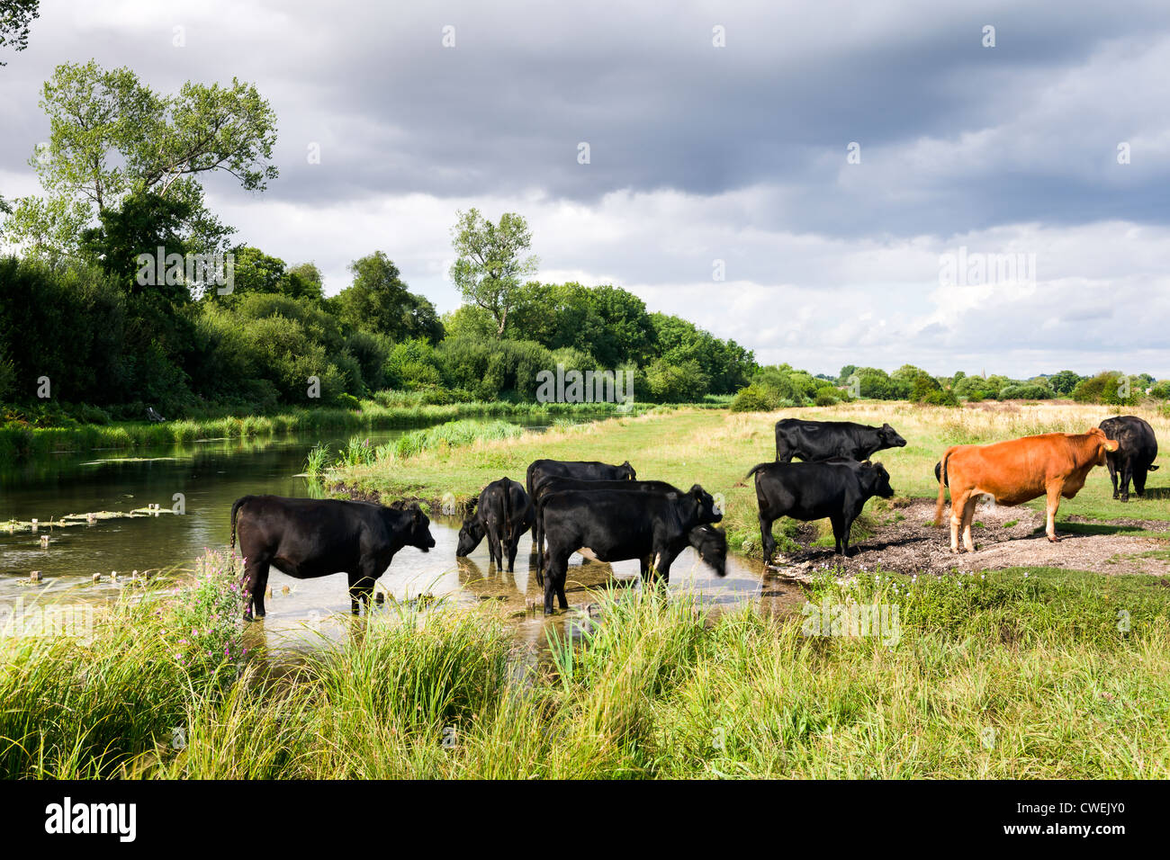 La rivière Test à Stockbridge, Hampshire - Angleterre Banque D'Images