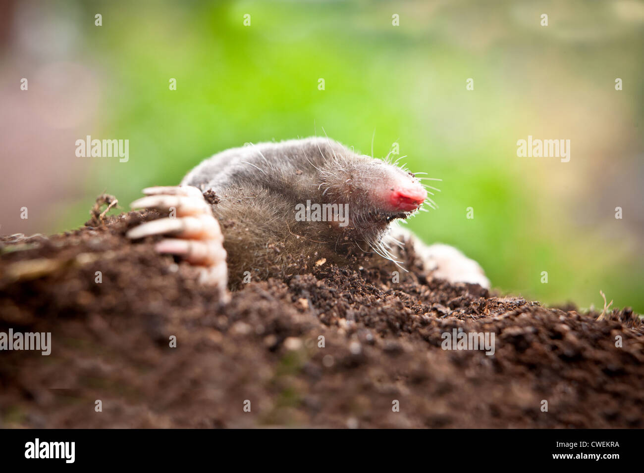 Close up of a european mole (Talpa europaea) qui sortent d'un mole hill dans un jardin Banque D'Images