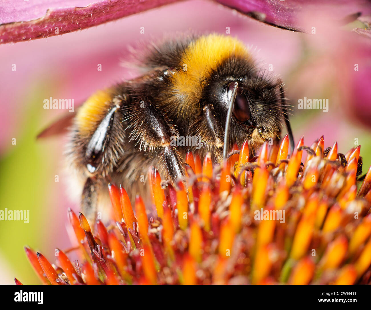 Un Buff-tailed Bumblebee, Bombus terrestris, qui se nourrit d'une l'échinacée Banque D'Images