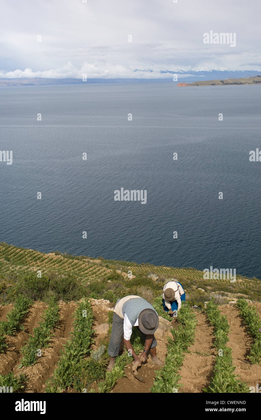 Deux Indiens autochtones travaillent dans leurs champs de pommes de terre sur l'Île du Soleil (Isla del Sol) en Bolivie sur le lac Titicaca. Banque D'Images