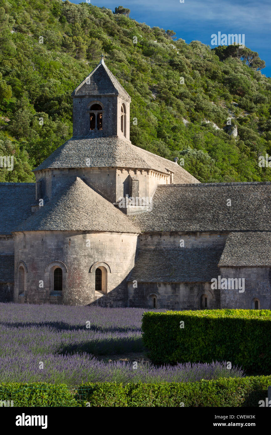 Rows of lavender menant à l'Abbaye de Sénanque près de Gordes dans le Luberon, Provence France Banque D'Images