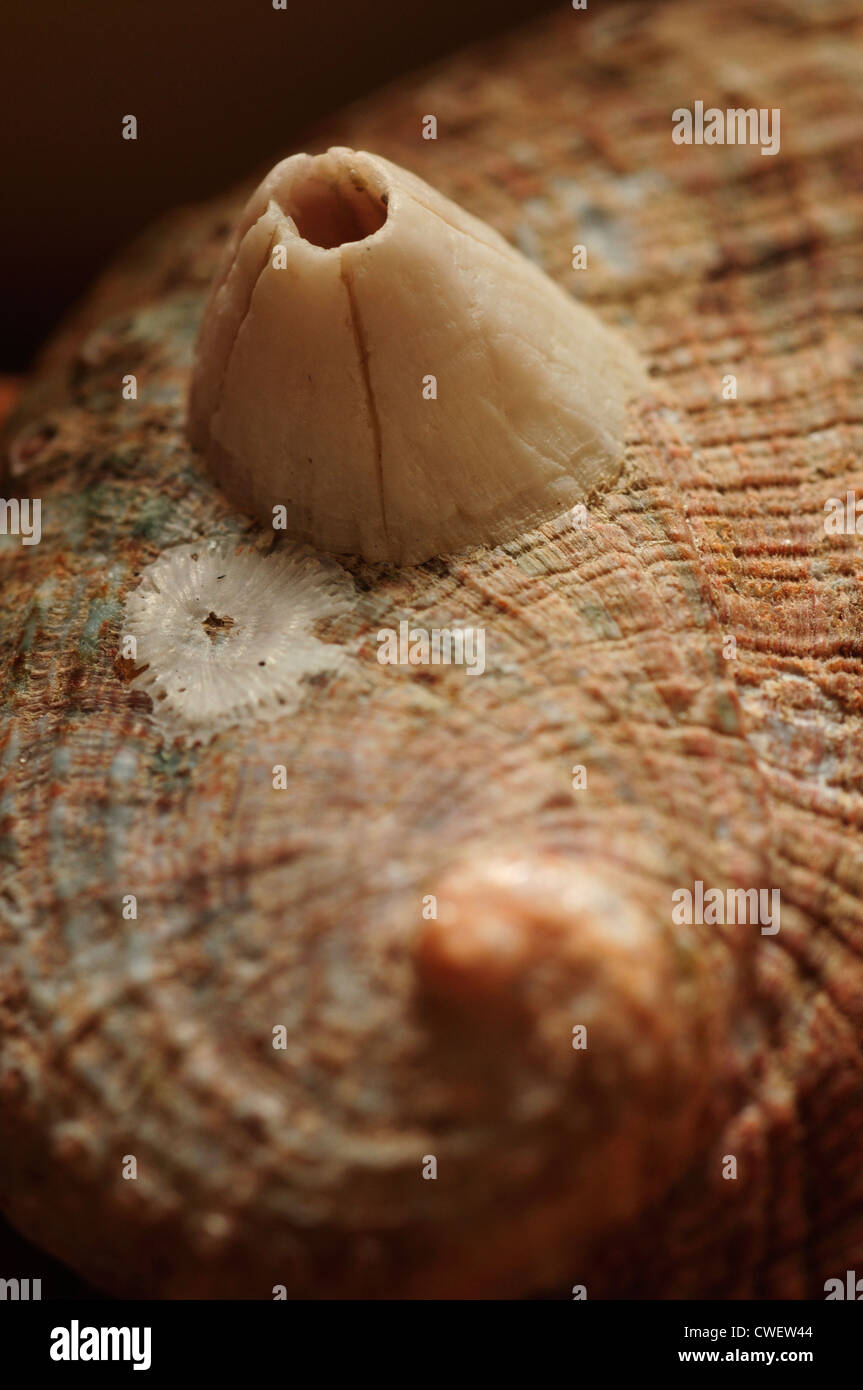 Les balanes Acorn sur un shell ormeaux vert Banque D'Images