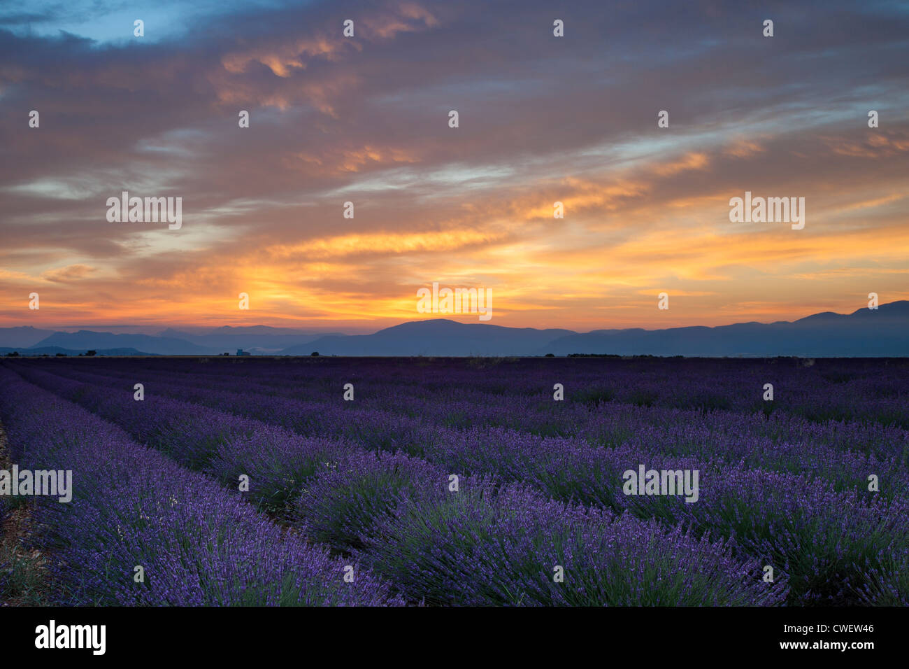 Champ de lavande juste avant l'aube près de Valensole, Provence France Banque D'Images