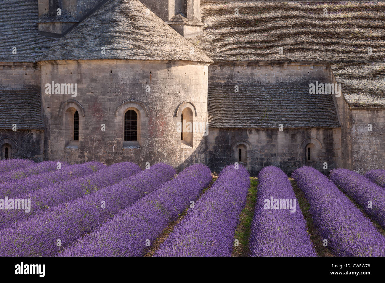 Rows of lavender menant à l'Abbaye de Sénanque près de Gordes dans le Luberon, Provence France Banque D'Images