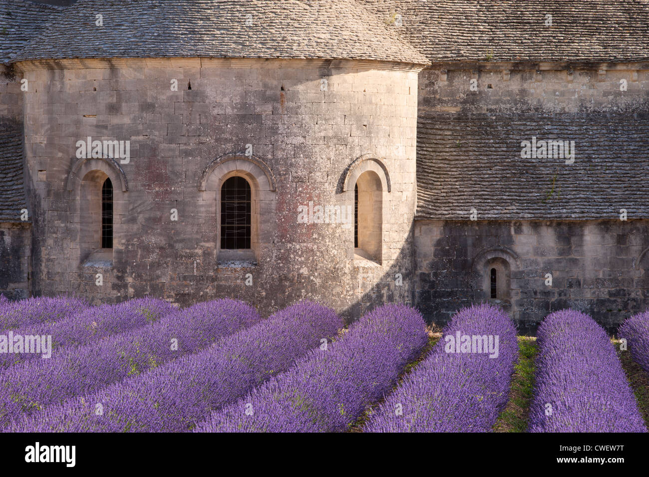 Rows of lavender menant à l'Abbaye de Sénanque près de Gordes dans le Luberon, Provence France Banque D'Images