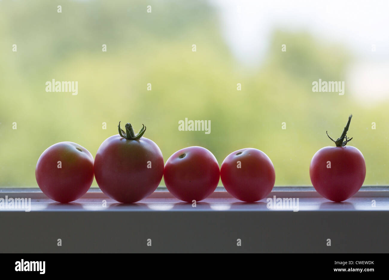 Rangée de tomates cultivées sur appui de fenêtre en maturation sunshine Banque D'Images