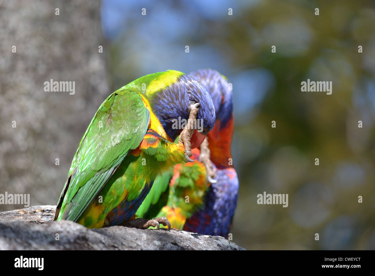 Rainbow Lorikeet, (Trichoglossus haematodus) nichent dans des creux d'arbres Banque D'Images