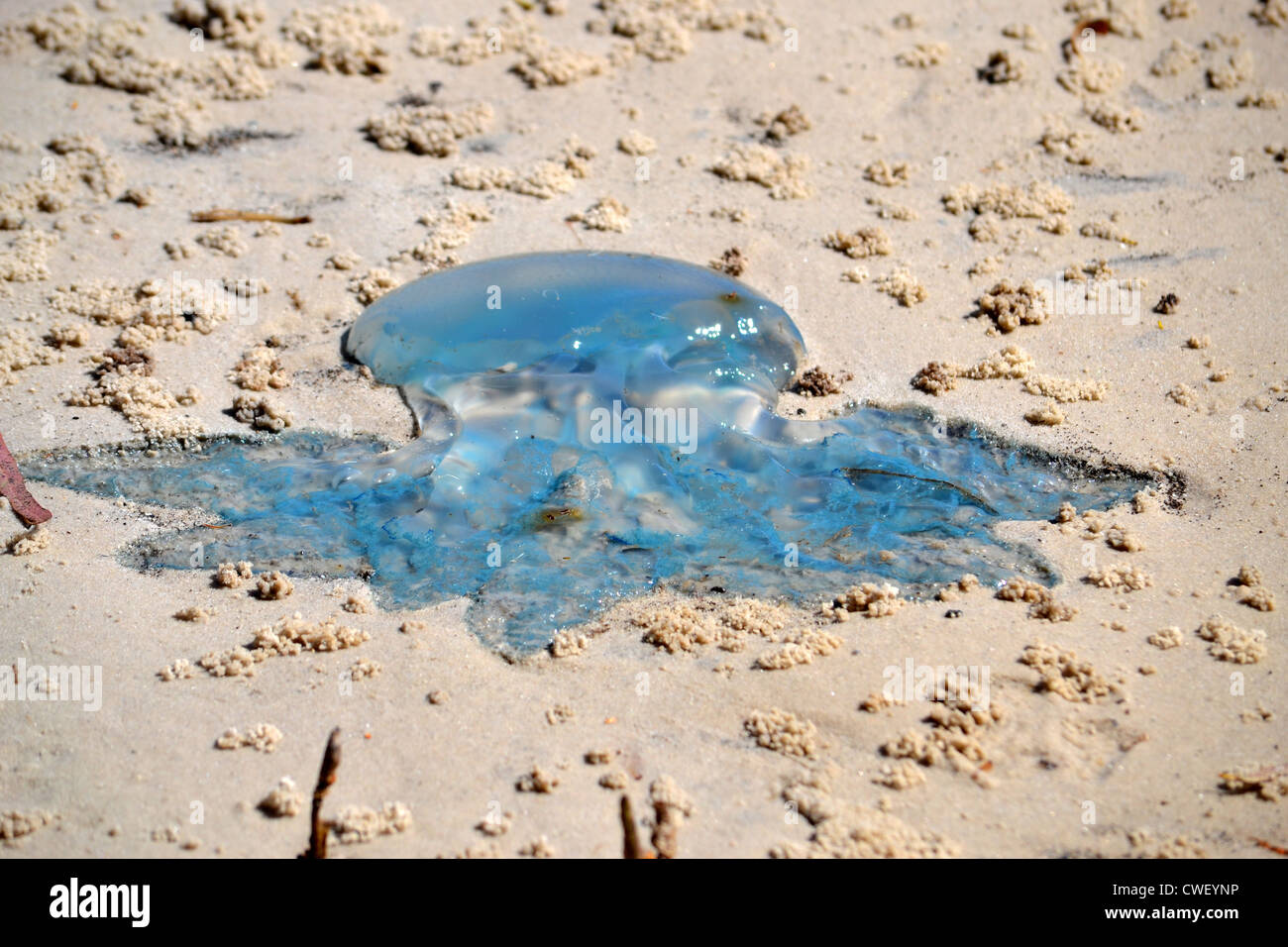 A Washed Up Blue Jellyfish On The Beach Banque D Image Et Photos Alamy A Washed Up Blue Jellyfish On The Beach Banque D Image Et Photos Alamy