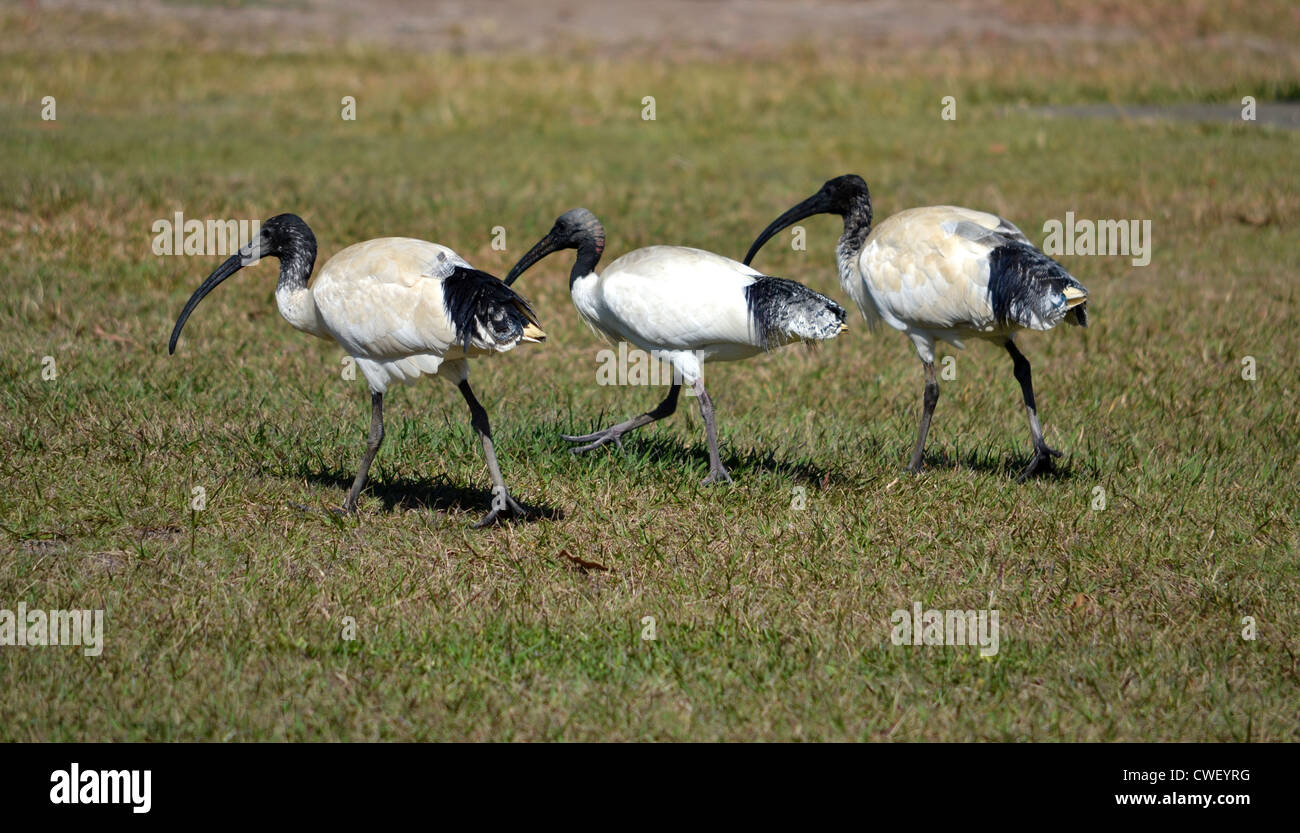3 ibis de nourriture des oiseaux dans l'herbe Banque D'Images