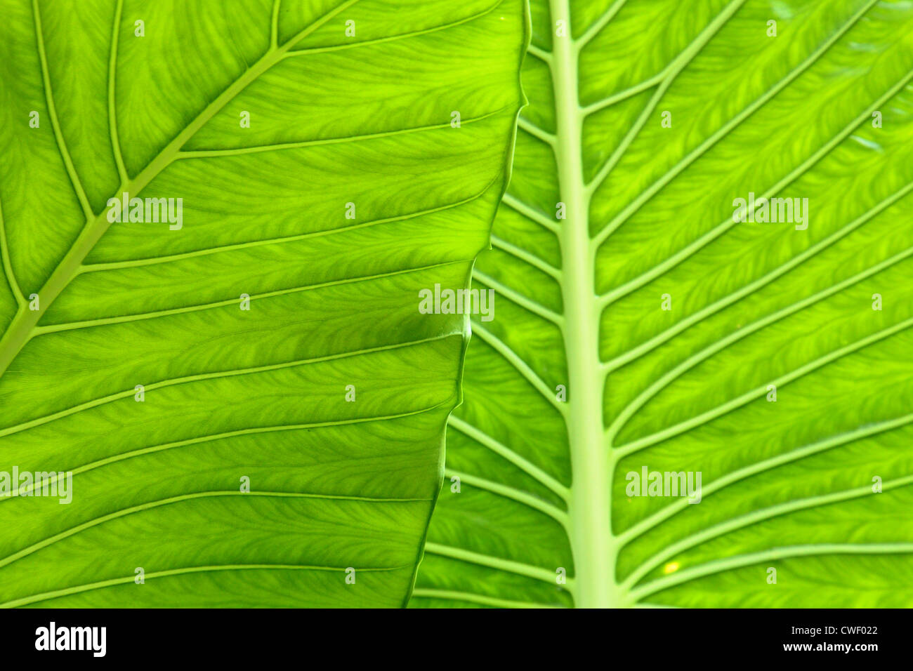 Grandes feuilles d'Alocasia usines à Kew London Banque D'Images