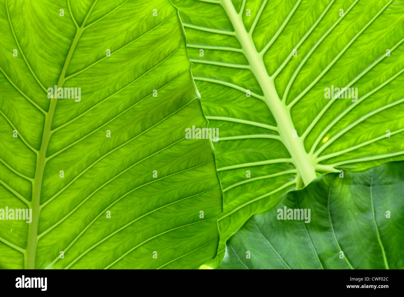 Grandes feuilles d'Alocasia usines à Kew London Banque D'Images