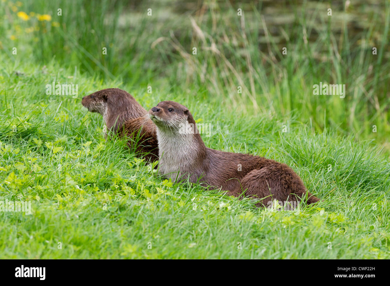 La loutre européenne (Lutra lutra) Banque D'Images