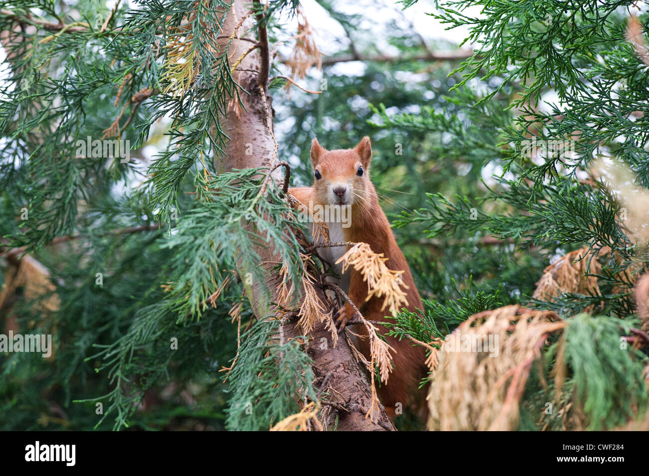 Eurasian écureuil roux (Sciurus vulgaris) Banque D'Images