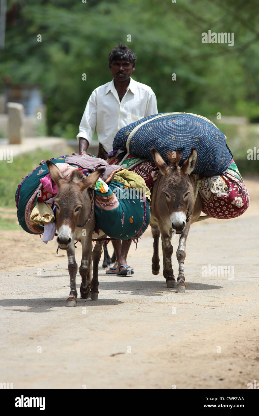 L'homme de l'Inde rurale avec des mules chargées et de blanchisserie, l'Andhra Pradesh en Inde du Sud Banque D'Images