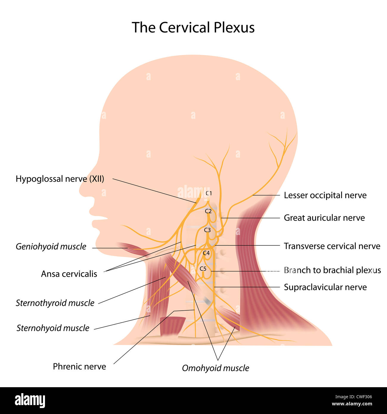 Le plexus cervical Banque D'Images