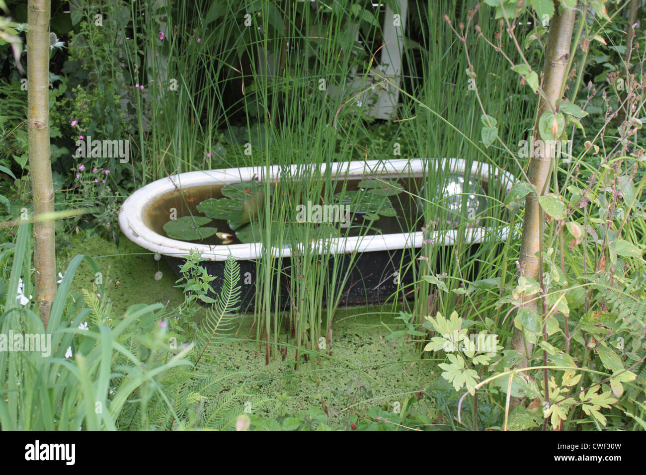 Baignade dans la nature. Baignoire, bassin tourné. Agréable de voir l'eau  de pluie et les plantes ont créé un endroit agréable pour la nature pour se  reposer. Beaucoup de vert Photo Stock -