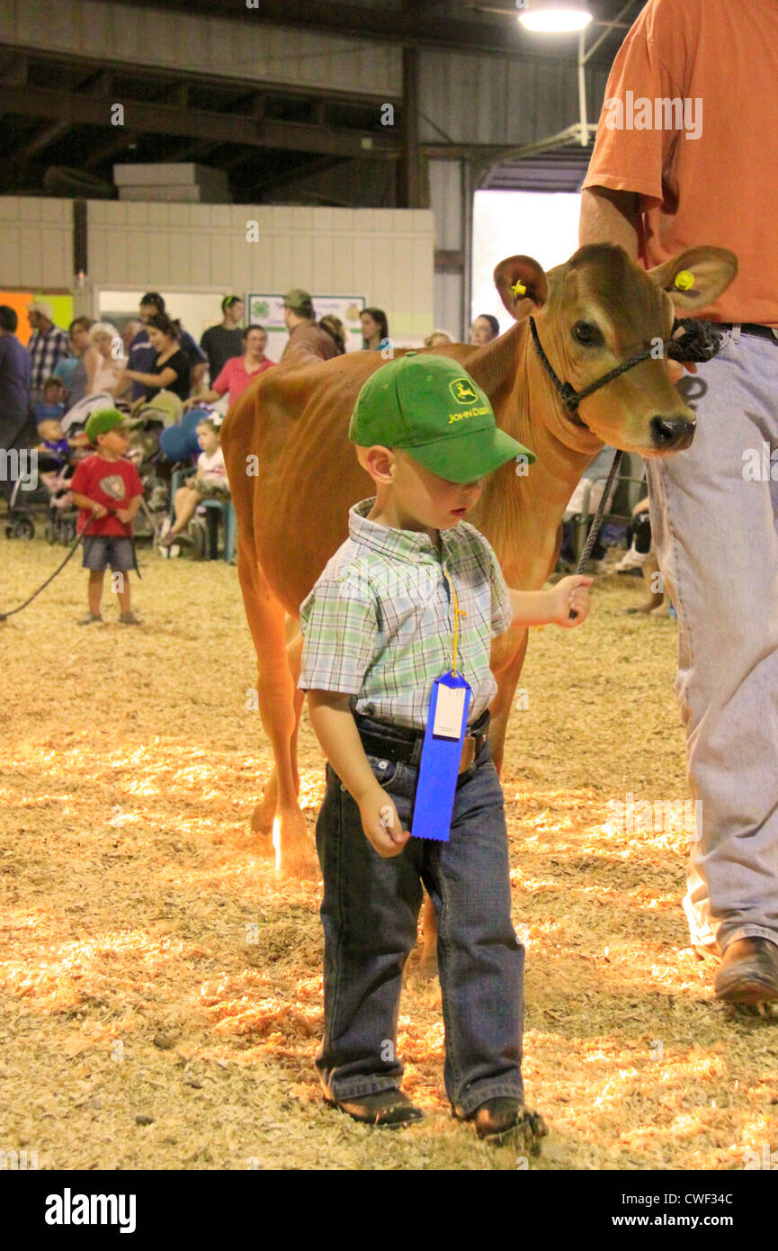 Veau Peewee Show, comté de Rockingham juste, Harrisonburg, vallée de Shenandoah, en Virginie, USA Banque D'Images