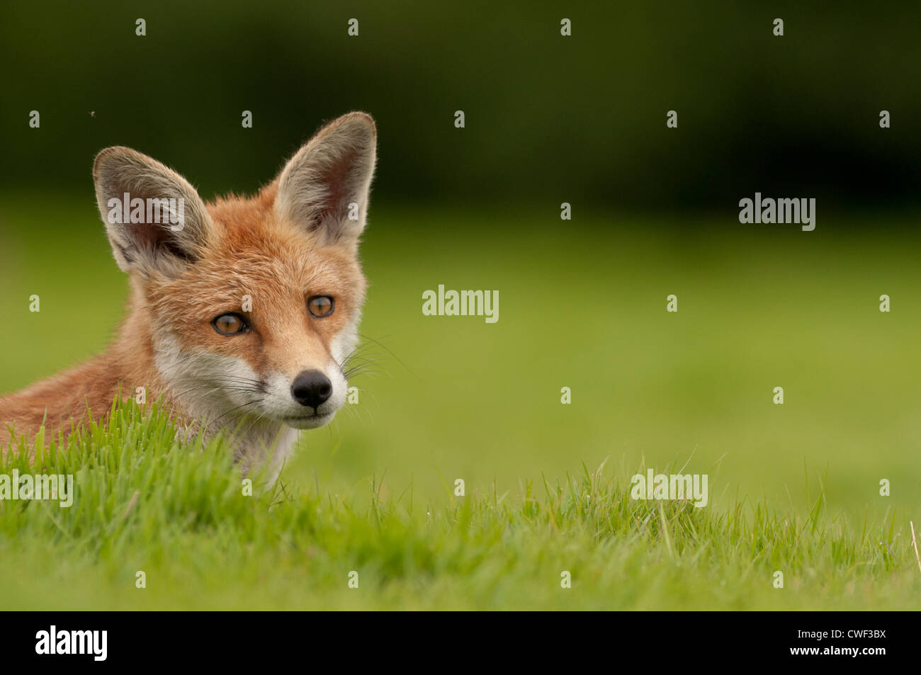 Red Fox cub laying in the grass Banque D'Images