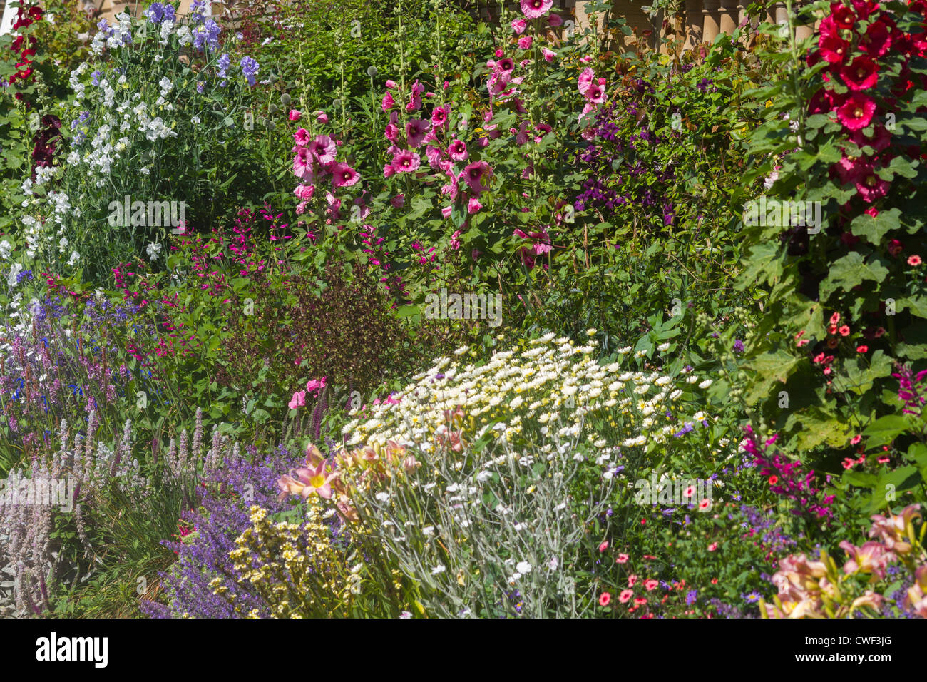 Un beau gros plan d'un lit de fleurs herbacées Banque D'Images