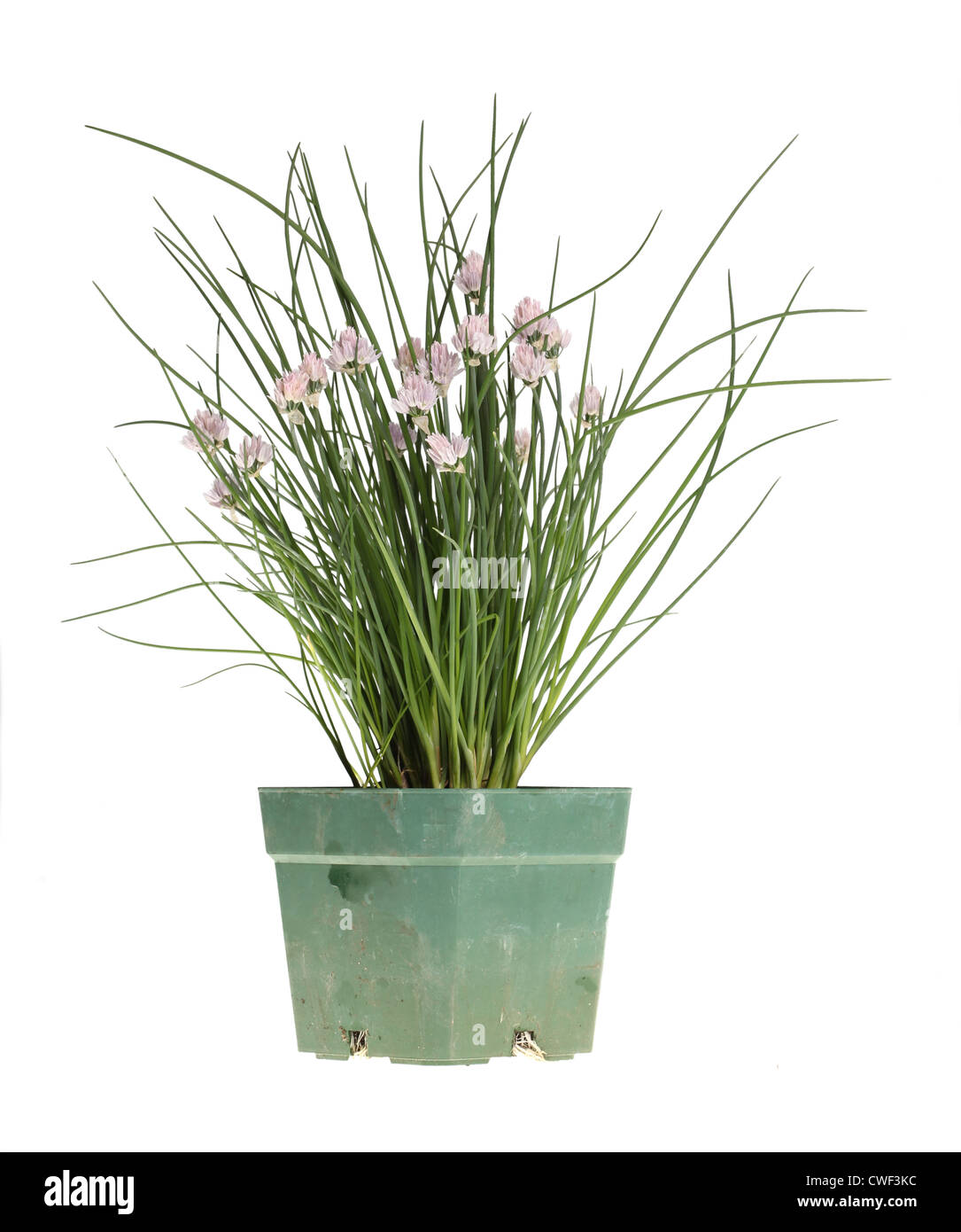 Bouquet de ciboulette (Allium schoenoprasum) avec fleurs violettes dans un pot en plastique vert sale Banque D'Images