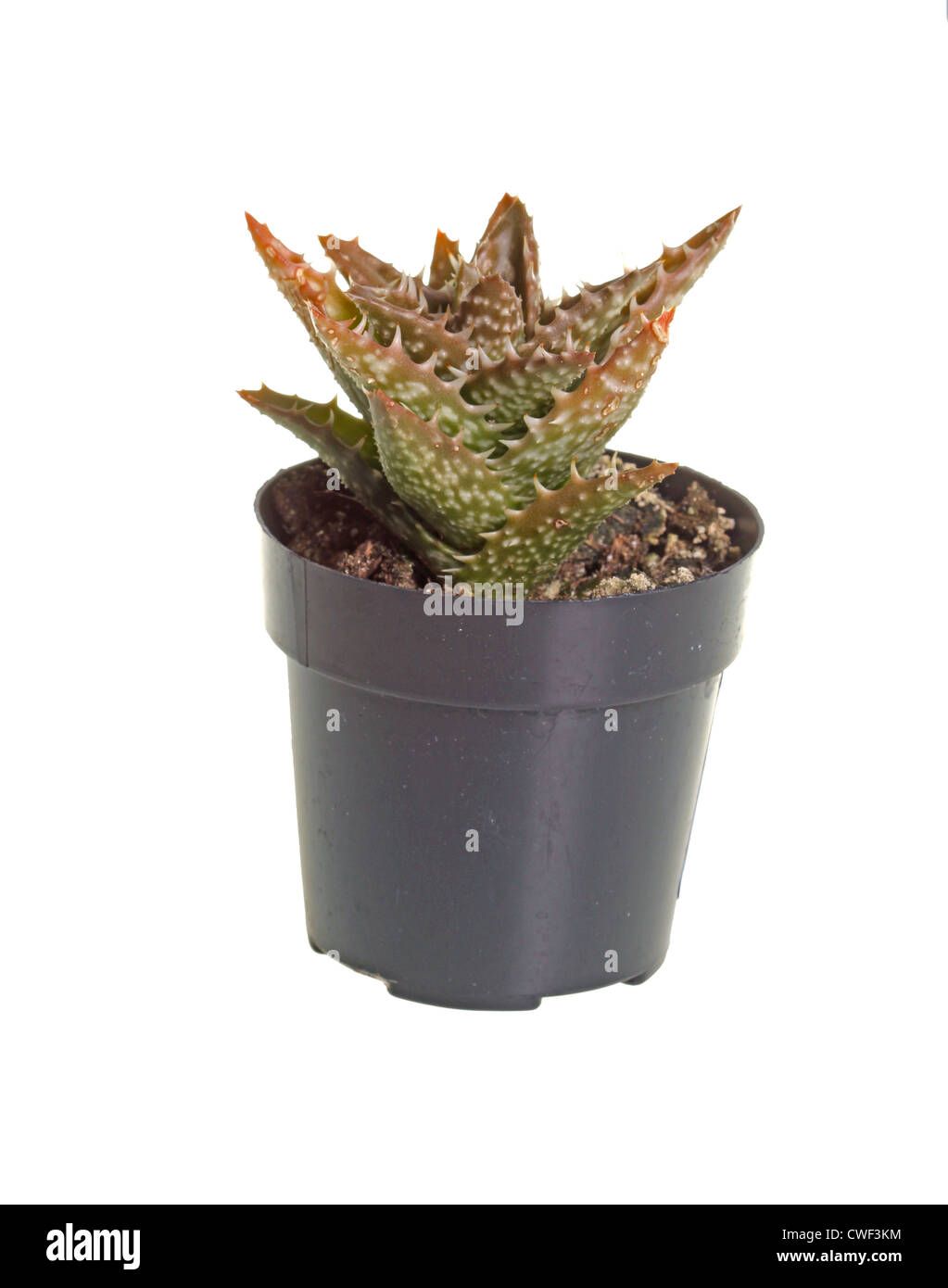 Petite plante de l'aloès (Aloe zanzibarica Zanzibar) cultivés dans un petit pot en plastique sur un fond blanc. Banque D'Images