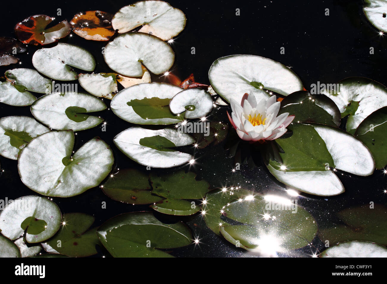 Water Lily pads et Nymphaeacae avec étoile scintillante Banque D'Images