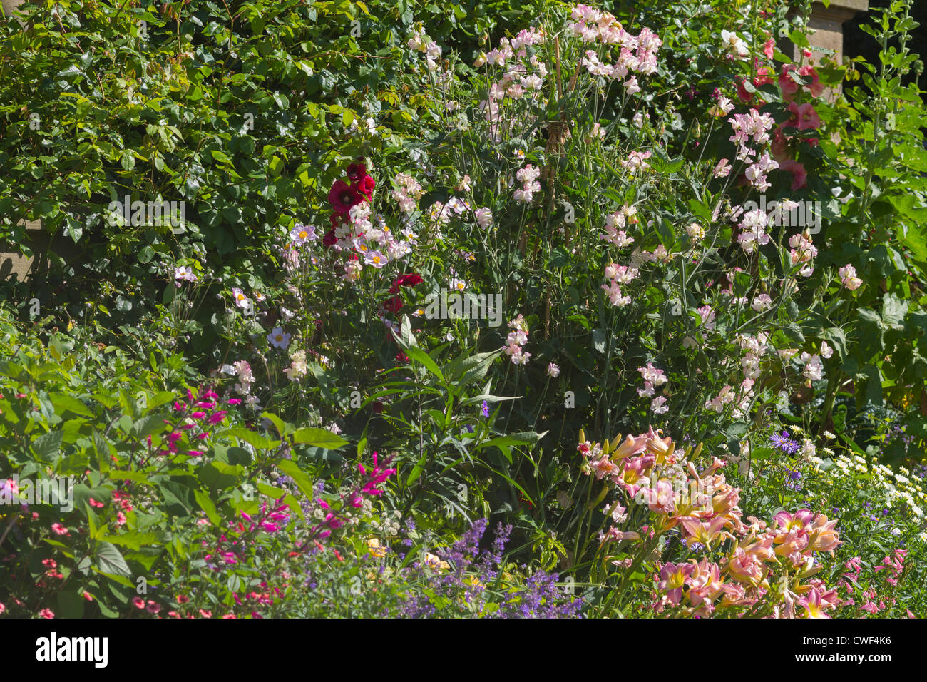 Un beau gros plan d'un lit de fleurs herbacées Banque D'Images