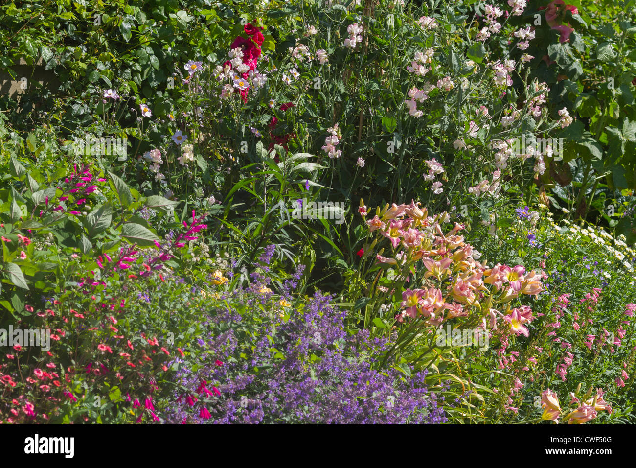Un beau gros plan d'un lit de fleurs herbacées Banque D'Images