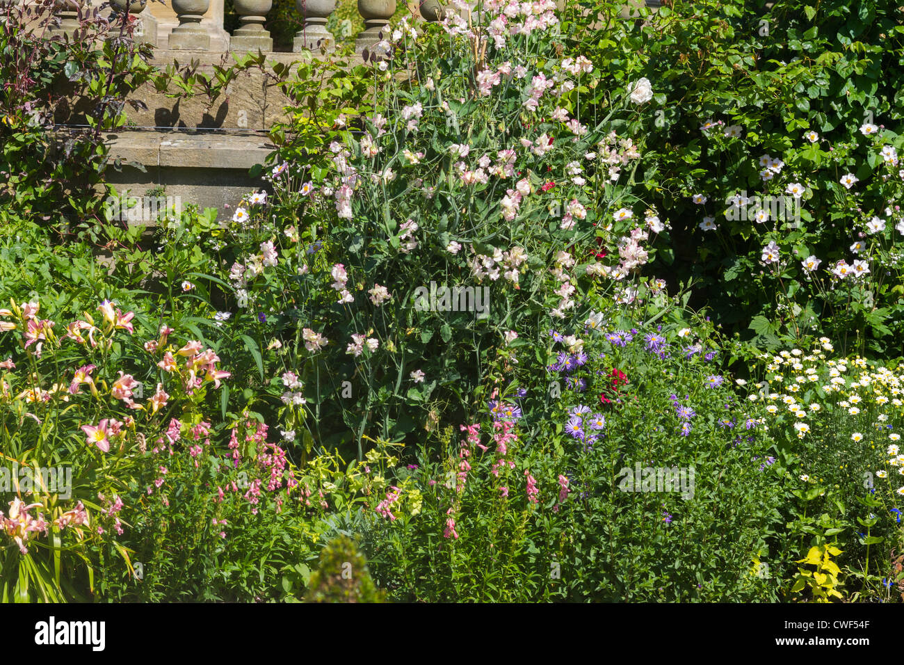 Un beau gros plan d'un lit de fleurs herbacées Banque D'Images