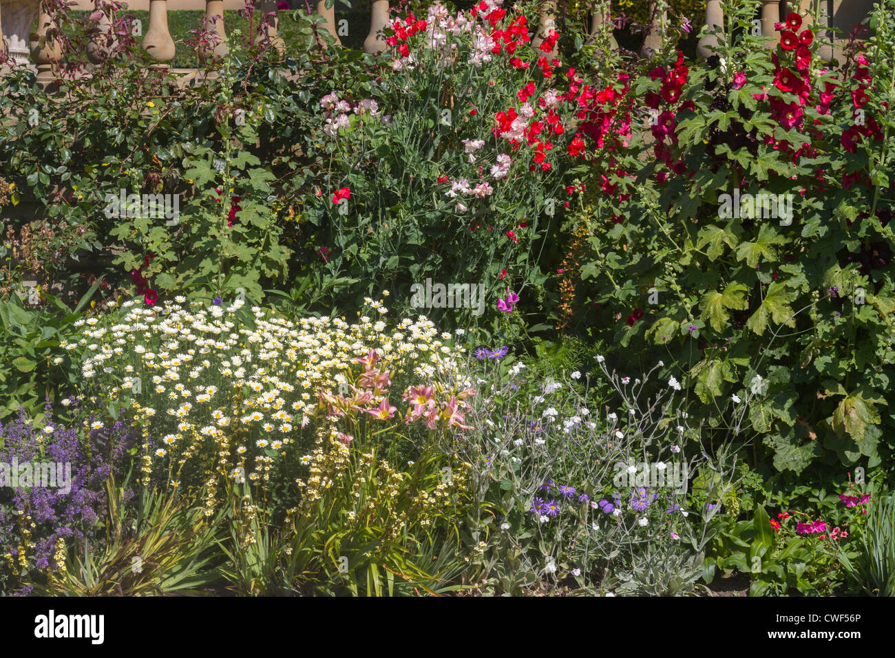 Un beau gros plan d'un lit de fleurs herbacées Banque D'Images