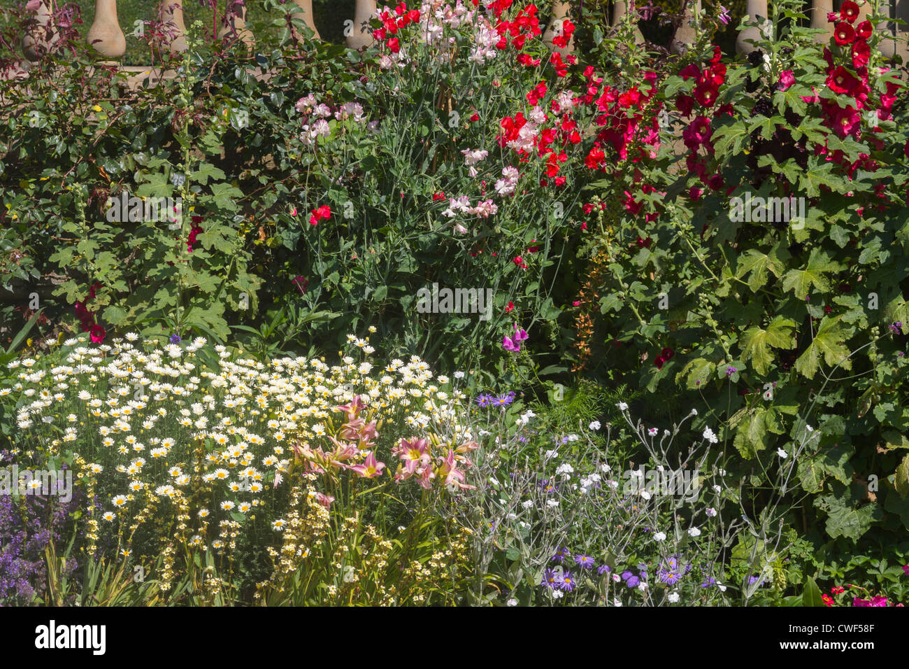 Un beau gros plan d'un lit de fleurs herbacées Banque D'Images