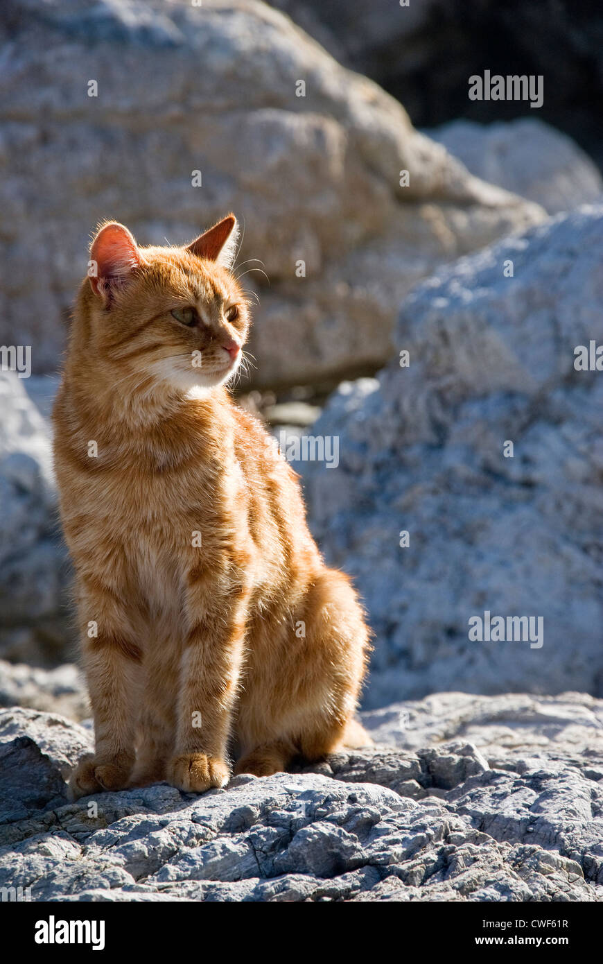 Chat domestique rouge assis sur des rochers Banque D'Images