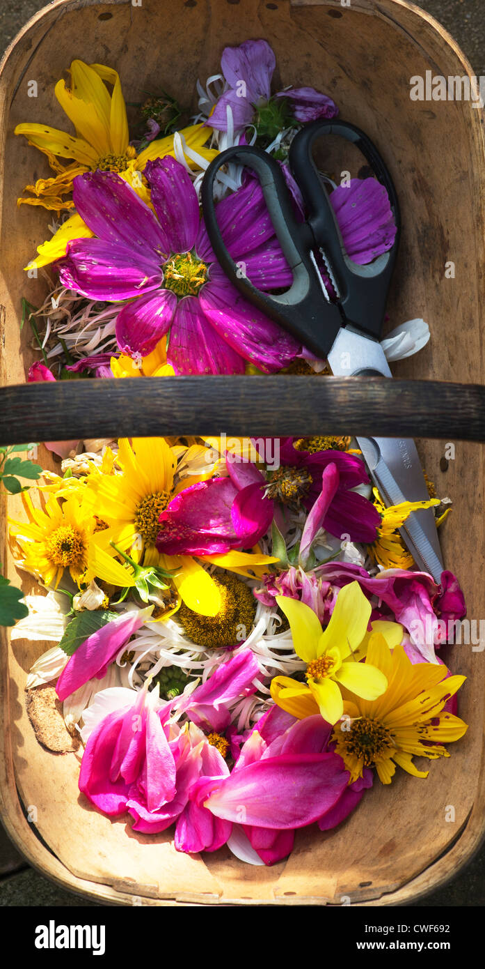 Vide fleurs avec des ciseaux dans un trug en bois Banque D'Images
