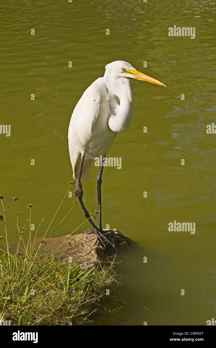 CUBA, Varadaro, Grande Aigrette, Egretta alba Banque D'Images