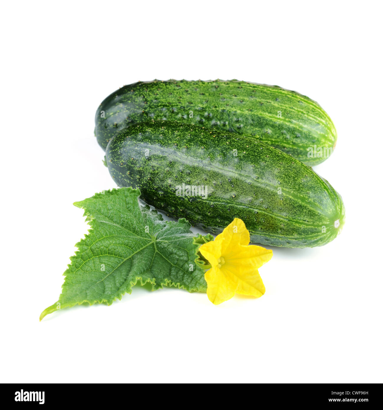 Deux Légumes Concombre isolated on White Banque D'Images