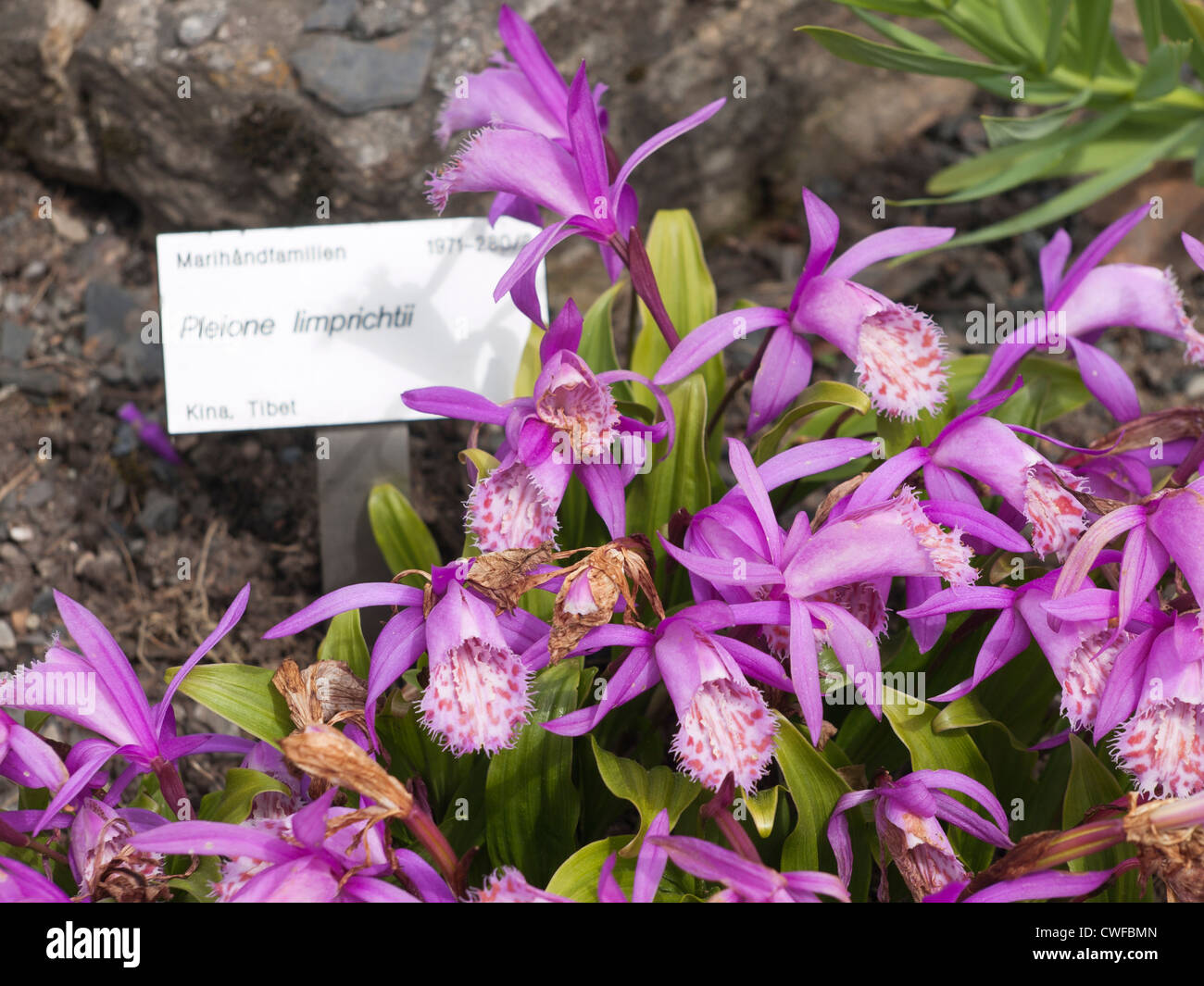 Hardy Orchid Chinois Pléione limprichtii est endémique en Chine, mais ici photographié dans le jardin botanique à Oslo Banque D'Images