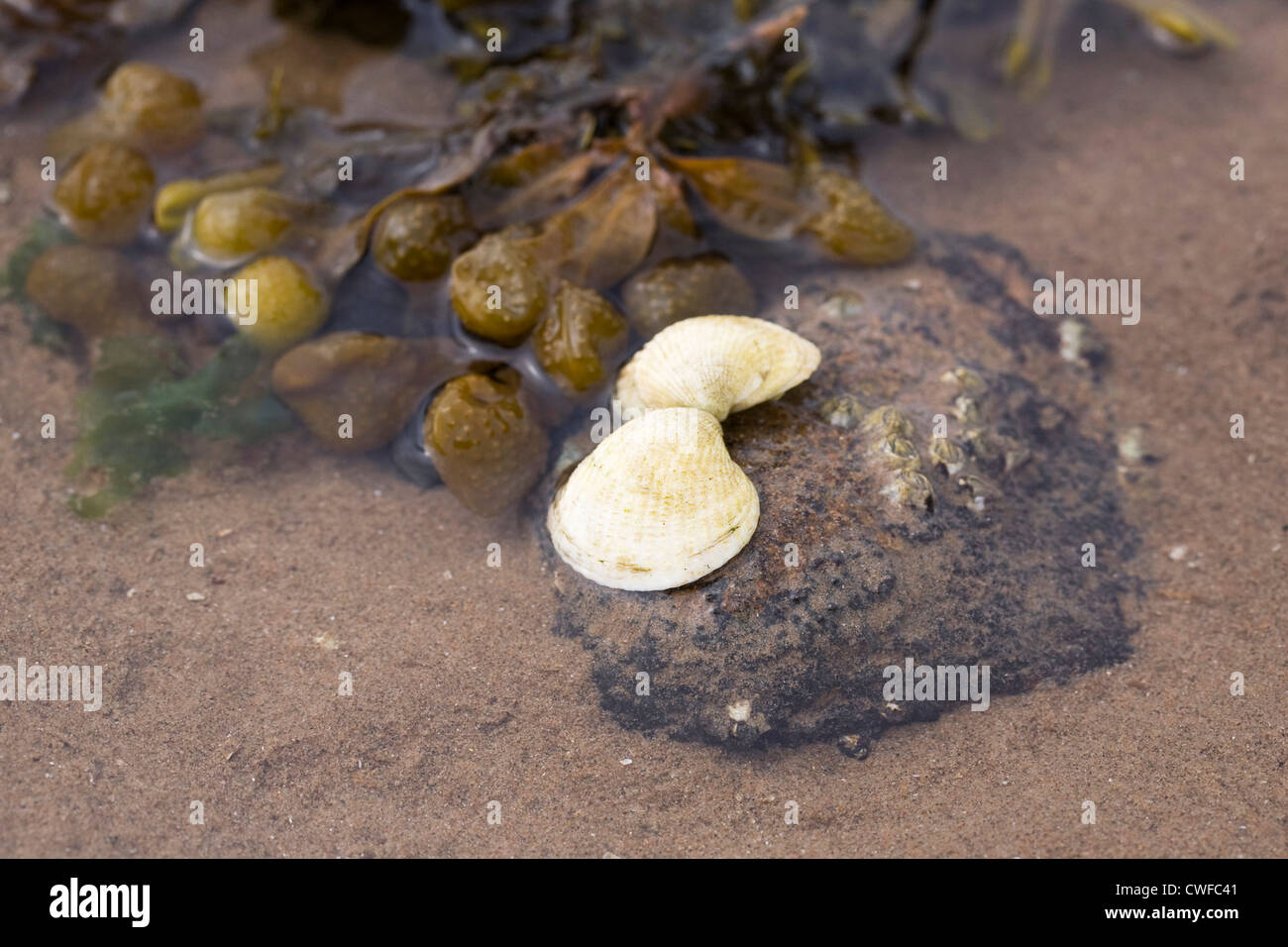 Cockle obus et bladderrack dans un rockpool sur la plage. Banque D'Images