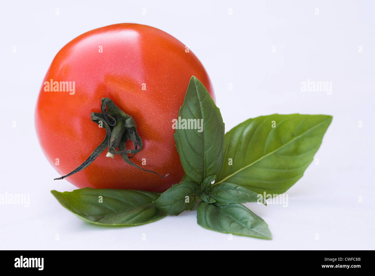 Lycopersicon esculentum et Ocimum basilicum. Une seule tomate et les feuilles de basilic sur un fond blanc. Banque D'Images