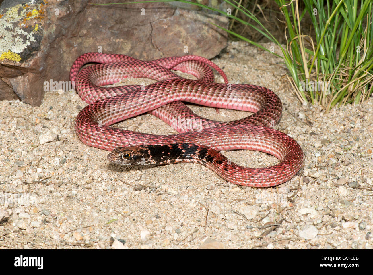 Coachwhip Masticophis flagellum Tucson, comté de Pima, Arizona, United States 25 Août rouge adultes Colubridés morph Banque D'Images