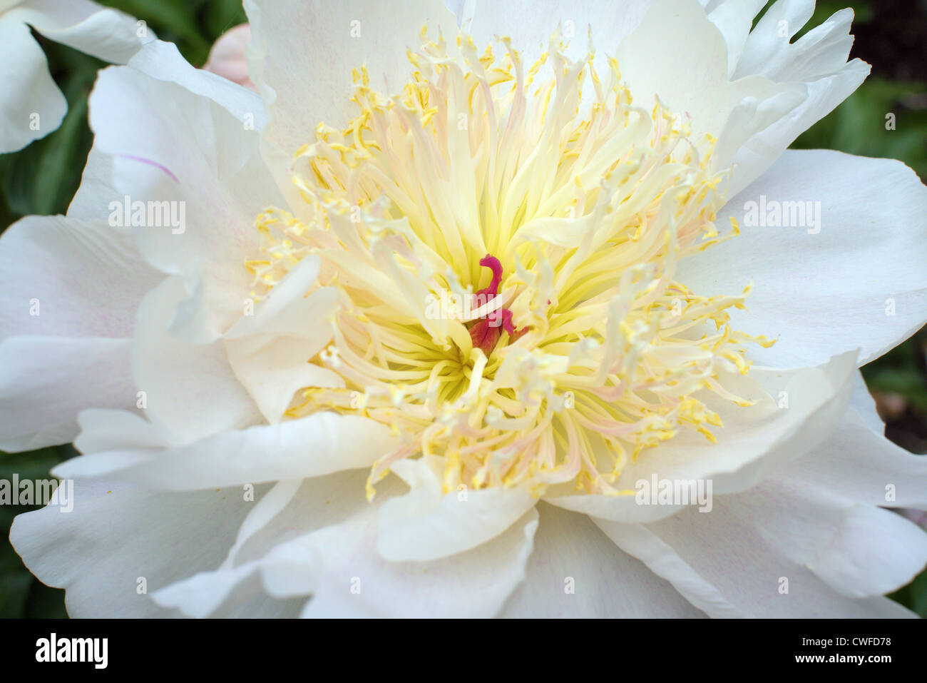 Fleur de pivoine blanche close up Banque D'Images
