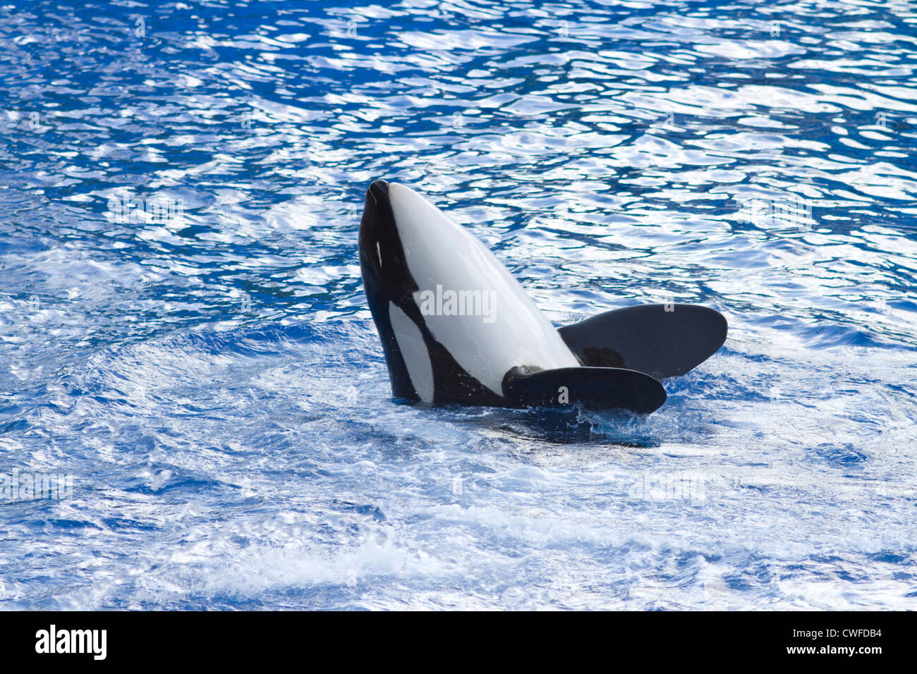 Orque dans la piscine à Seaworld Orlando Fl Banque D'Images