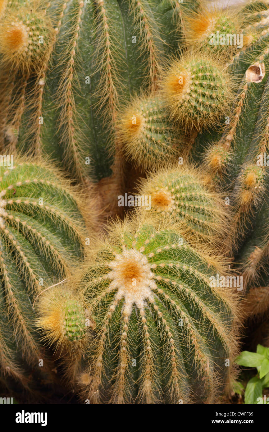 Close-up d'un cactus en pot Banque D'Images