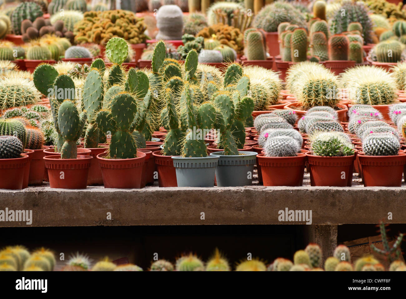 Une variété de cactus sur l'affichage à un cactus farm Banque D'Images