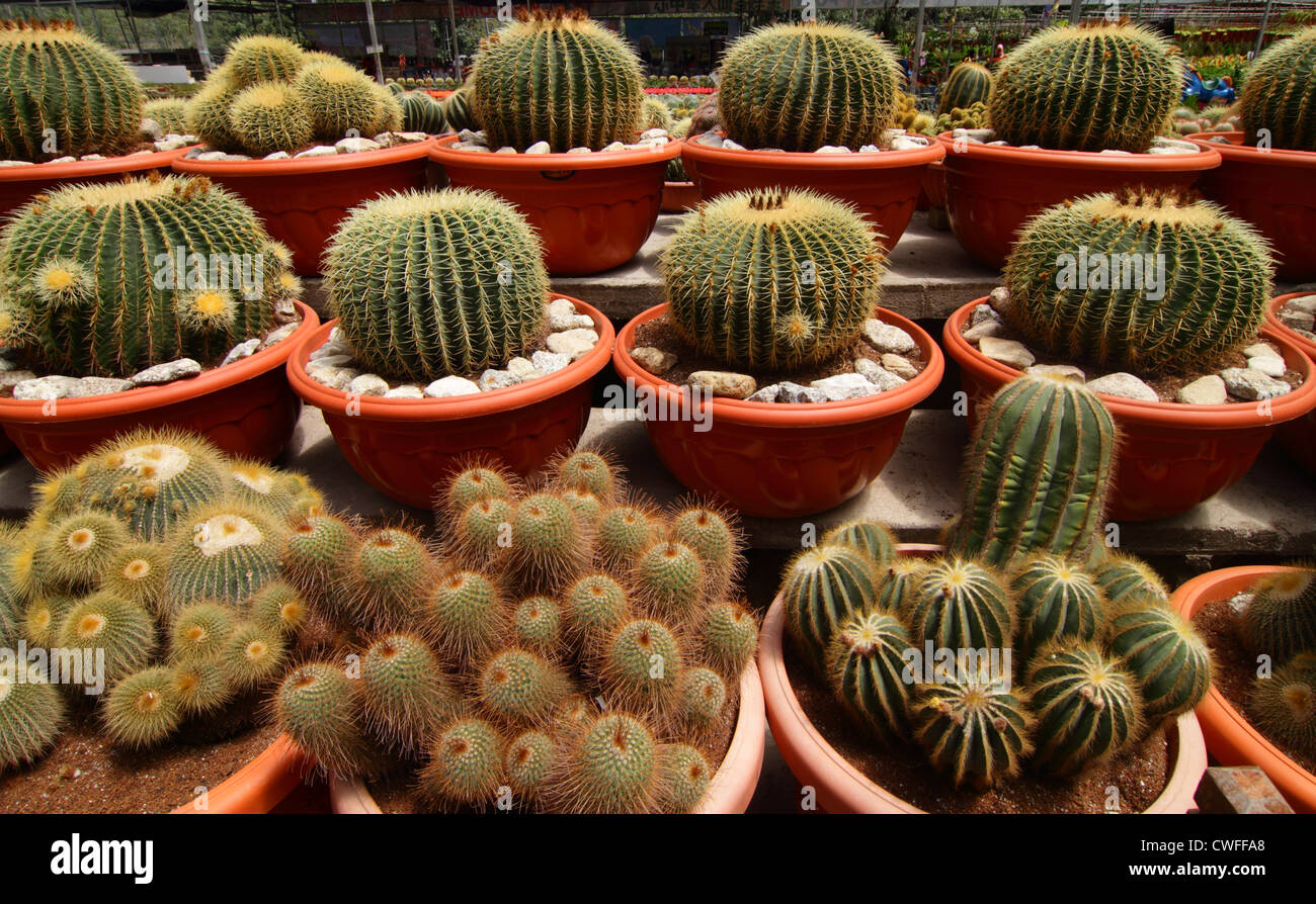 Une variété de cactus sur l'affichage à un cactus farm Banque D'Images