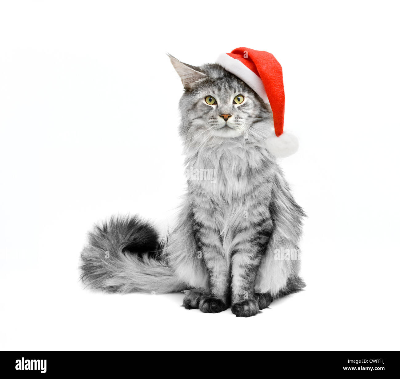 Chat gris habillé en père Noël sur fond blanc Banque D'Images