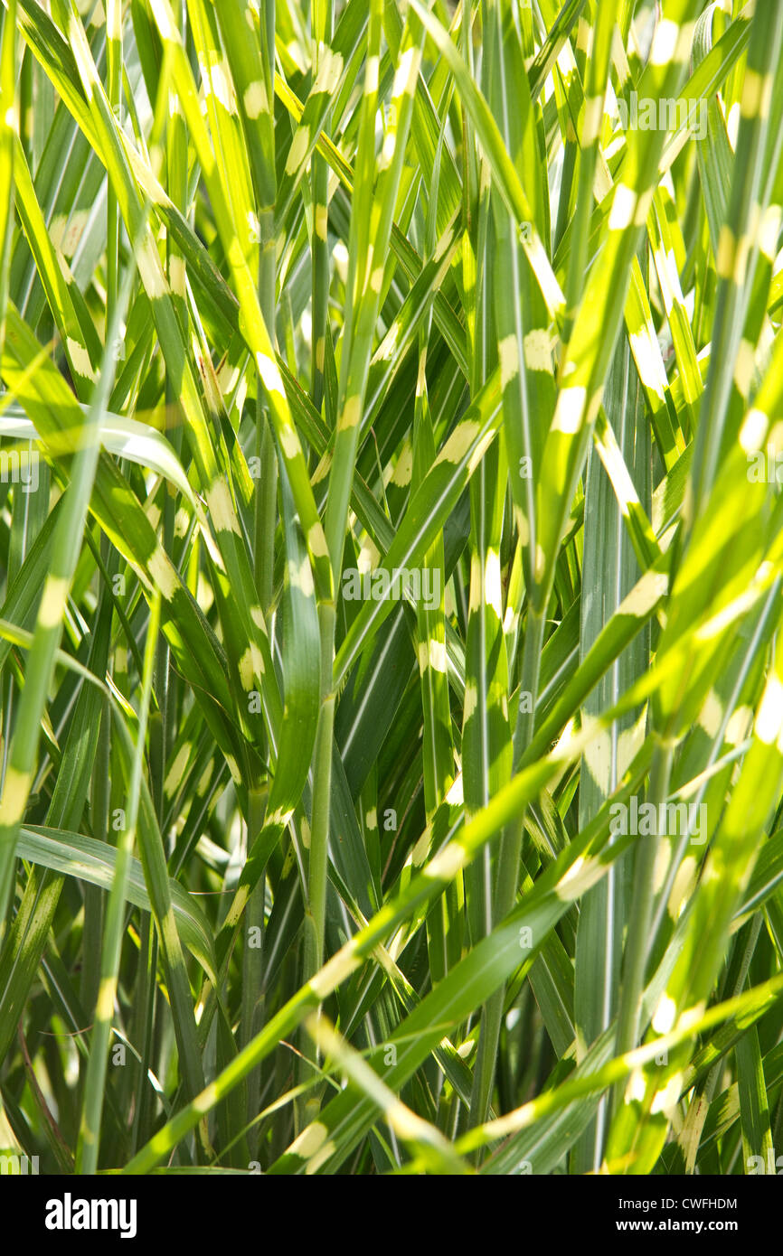 Graminées vivaces, Kent, Angleterre Banque D'Images