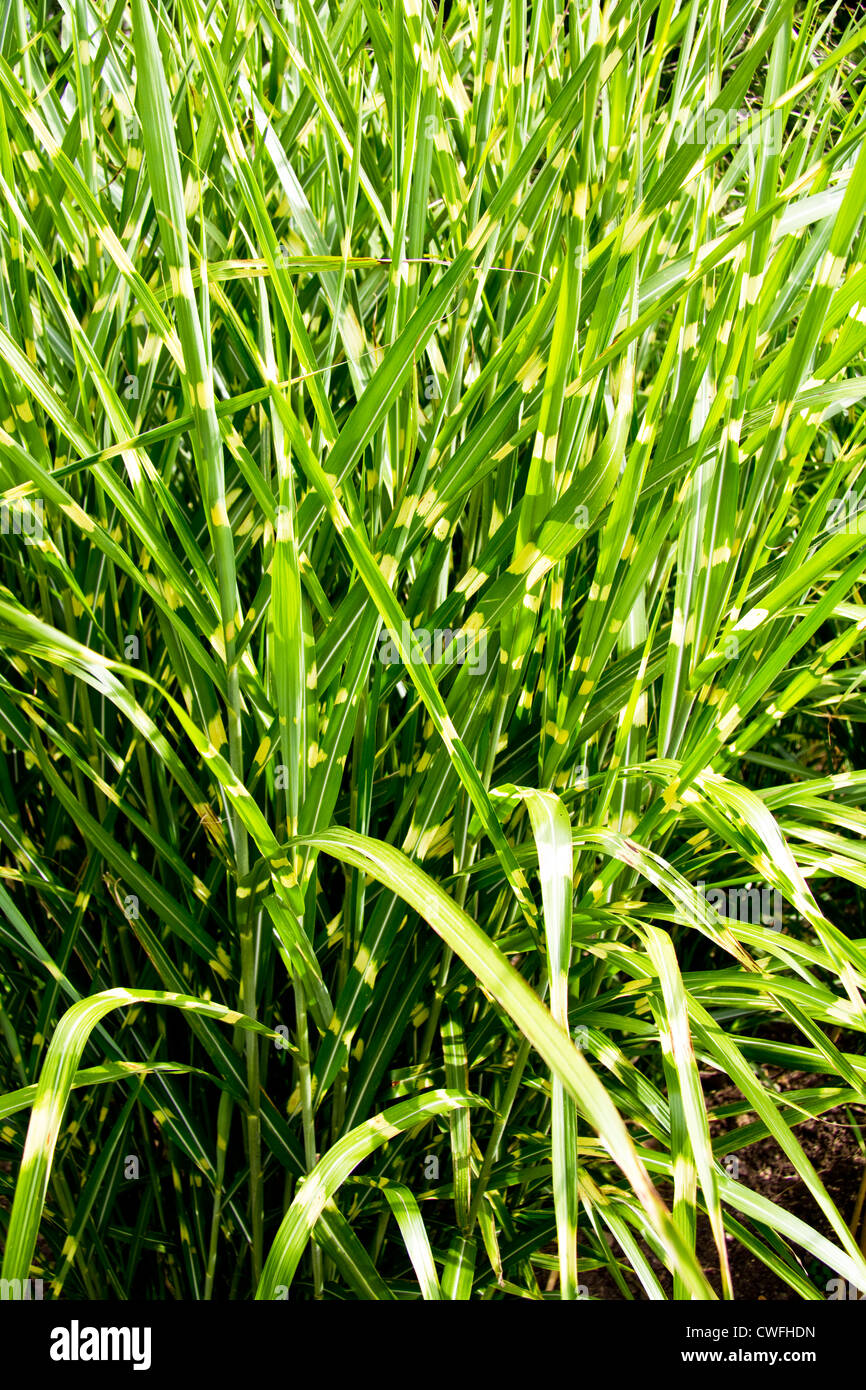 Graminées vivaces, Kent, Angleterre Banque D'Images