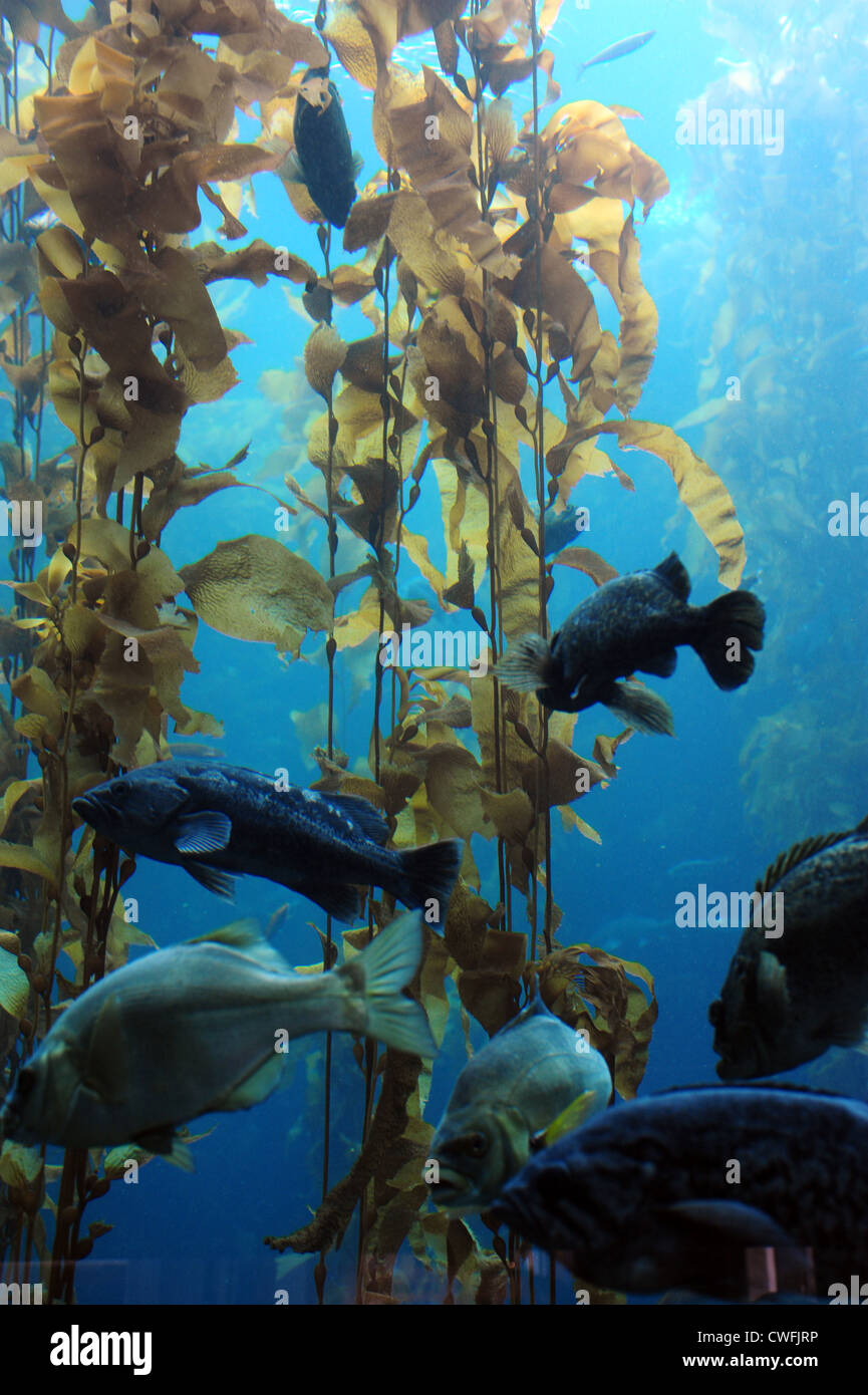USA Californie CA Monterey Bay Aquarium Banque D'Images
