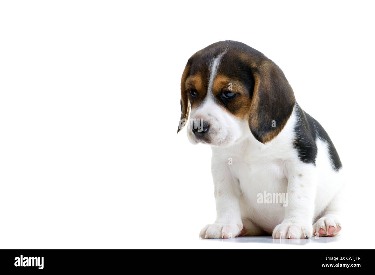 Jeune chiot beagle assis. Isolé sur fond blanc. Banque D'Images