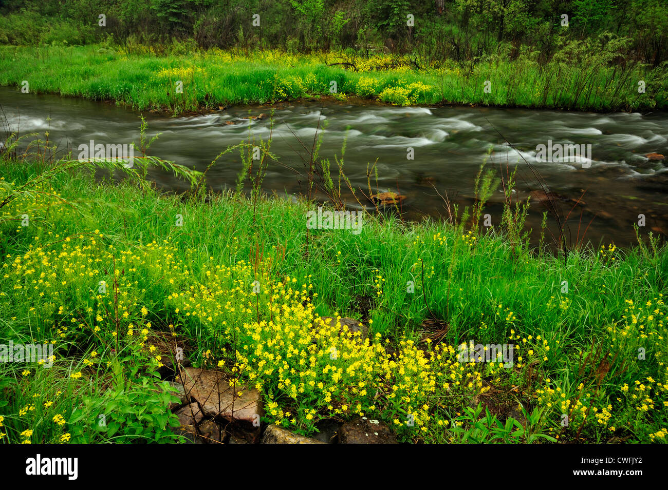 Box Elder Creek au printemps, près de Nemo, South Dakota, USA Banque D'Images